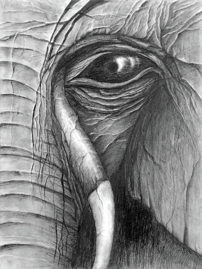 The Wise Look Drawing by Medea Ioseliani