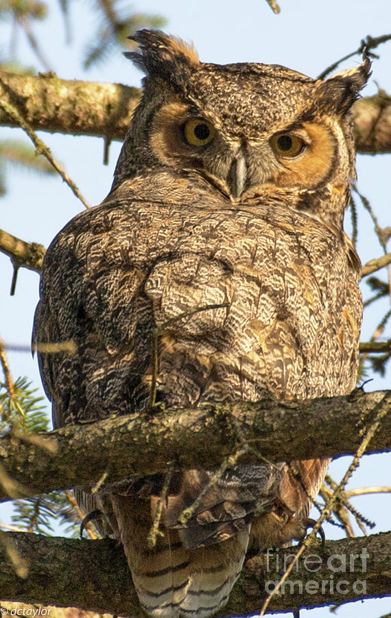 Tree formations resembling wise owls