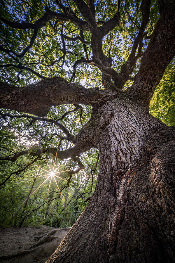 The Witches Oak Photograph by Pamela Doretti