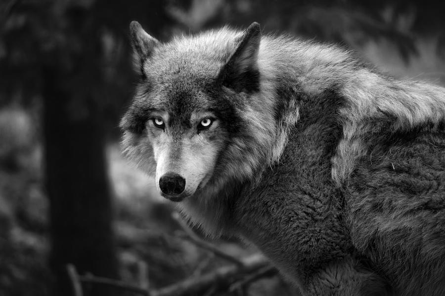 The Wolf Photograph by Alex Zhao - Fine Art America