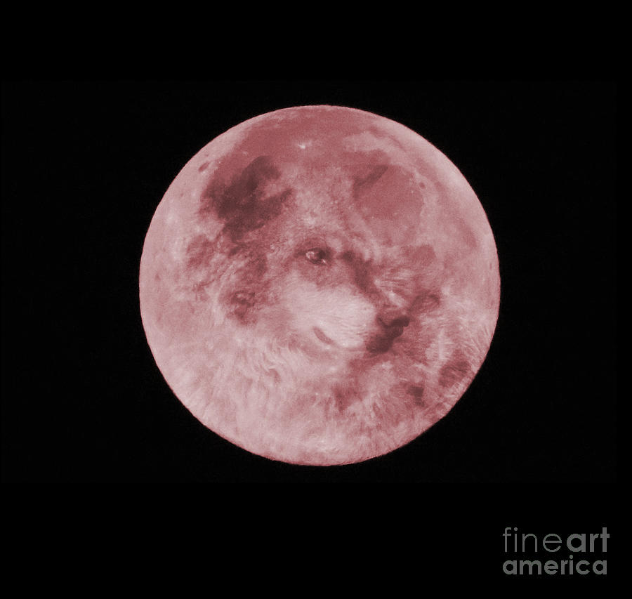 The Wolf Blood Moon Photograph by Stephanie Laird