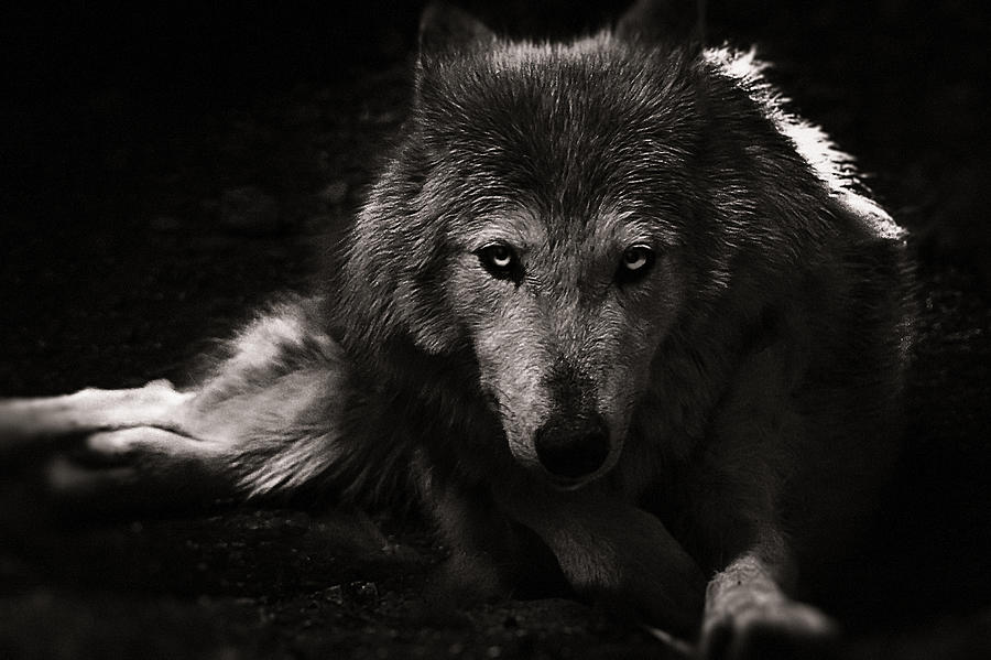 The Wolf Photograph by Christine Sponchia