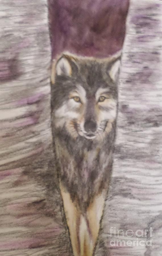 The Wolf Drawing by Christy Saunders Church