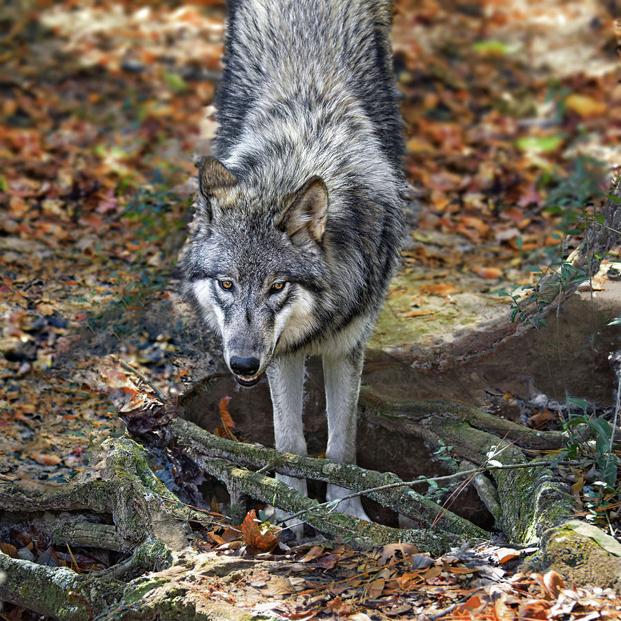 The Wolf Den Photograph by Jeannee Gannuch