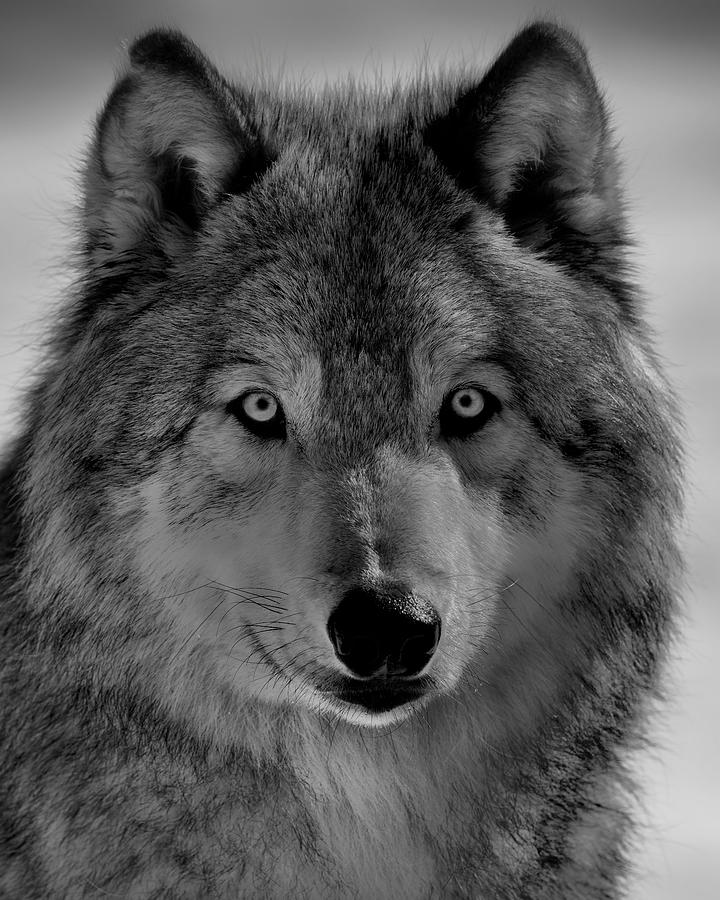 Wolves Photograph - The Wolf by Phillip Chang