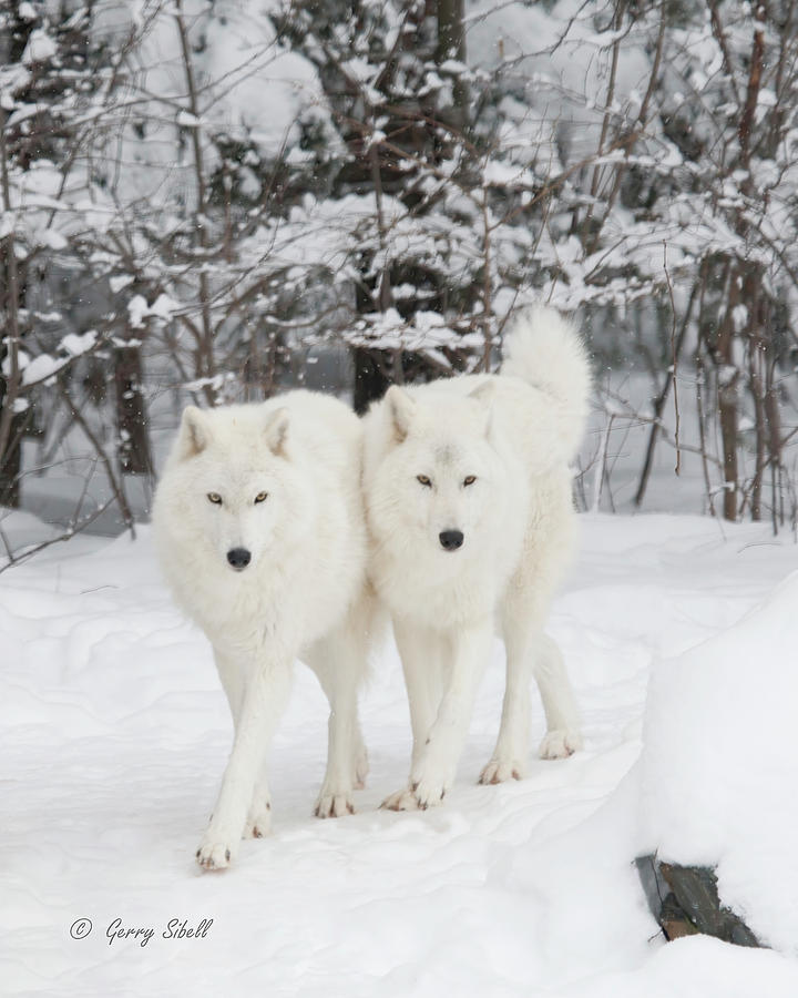 The Wolves Go Marching Two By Two by Gerry Sibell The Wolves Go Marching Two By Two by Gerry Sibell