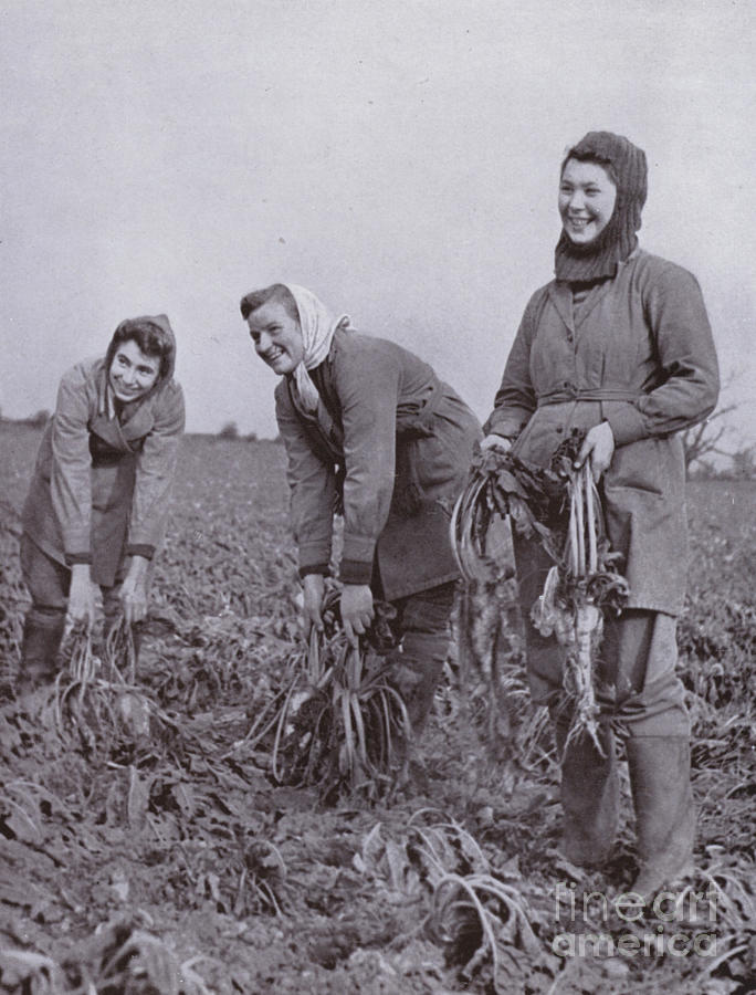 The Womens Land Army In The Front Line, Sugar Beet Lifting Photograph by Harold Burdekin