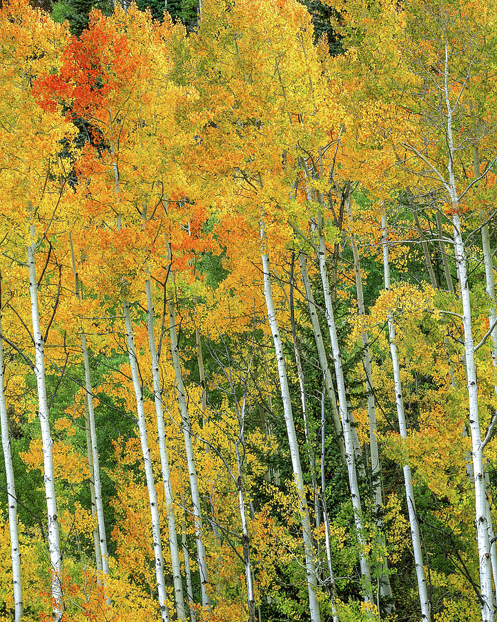 The Wonder Of Autumn Photograph By Bill Sherrell - Fine Art America