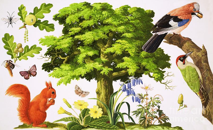 Wildlife Painting - The Wonderful Oak Tree by John Rignall