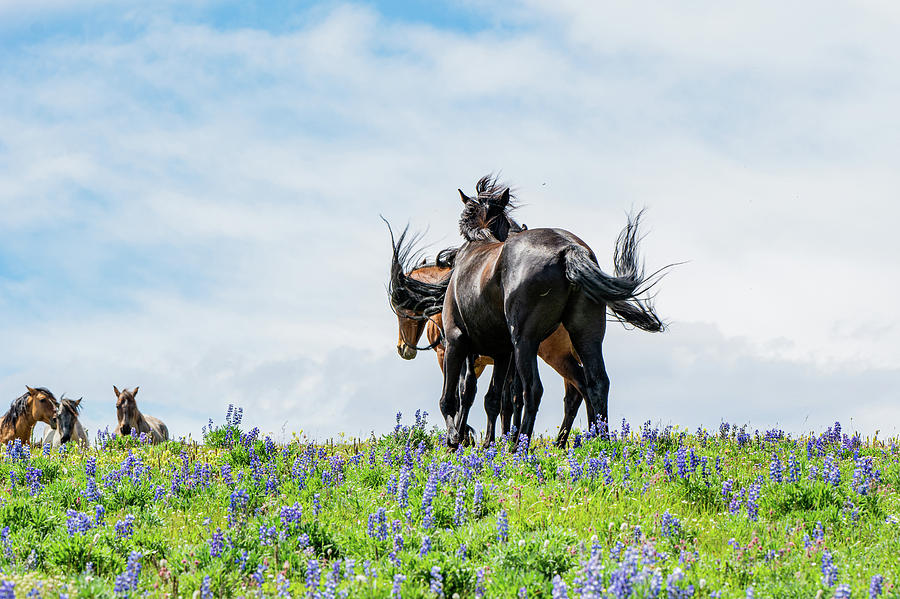 The Wonders of Wild Mustangs Photograph by Douglas Wielfaert
