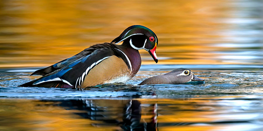 The Wood Duck Factory. Photograph by Paul Martin
