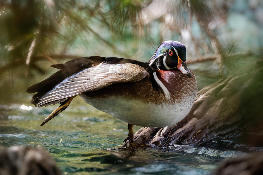 The Wood Duck Stretch  Photograph by Saija Lehtonen