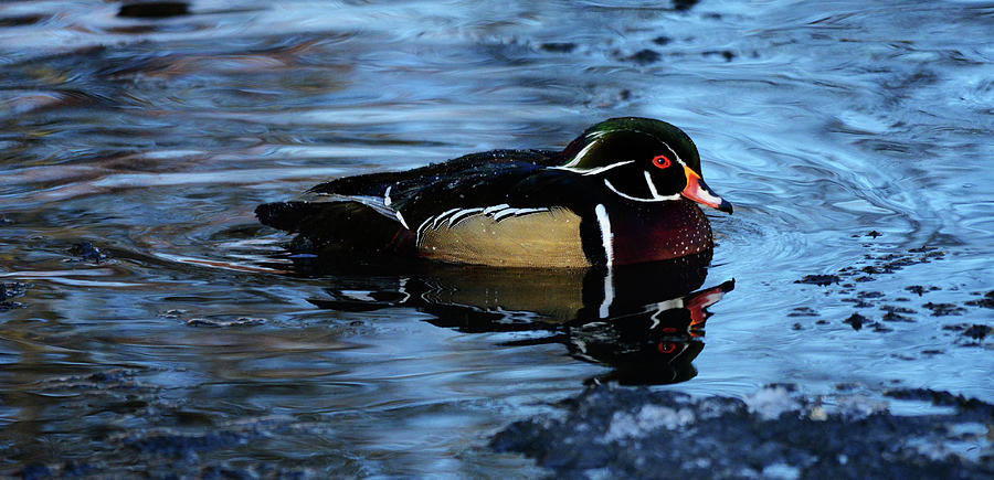 The Wood Duck Photograph by Whispering Peaks Photography