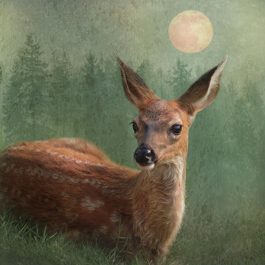The Woodland Moon by Sally Banfill The Woodland Moon by Sally Banfill
