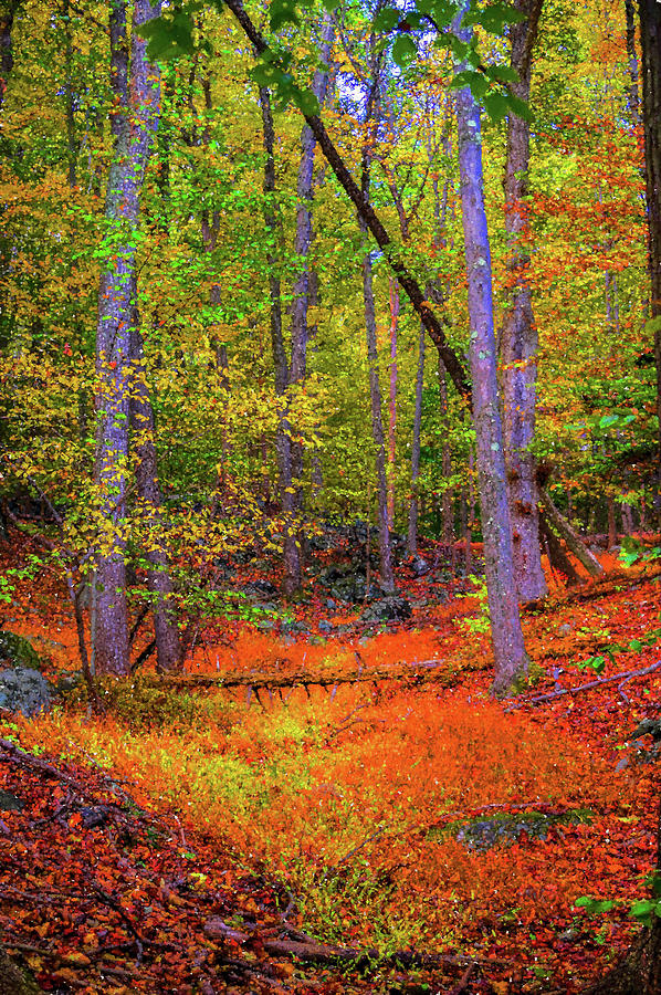 The Woods in Autumn Photograph by Alan Goldberg