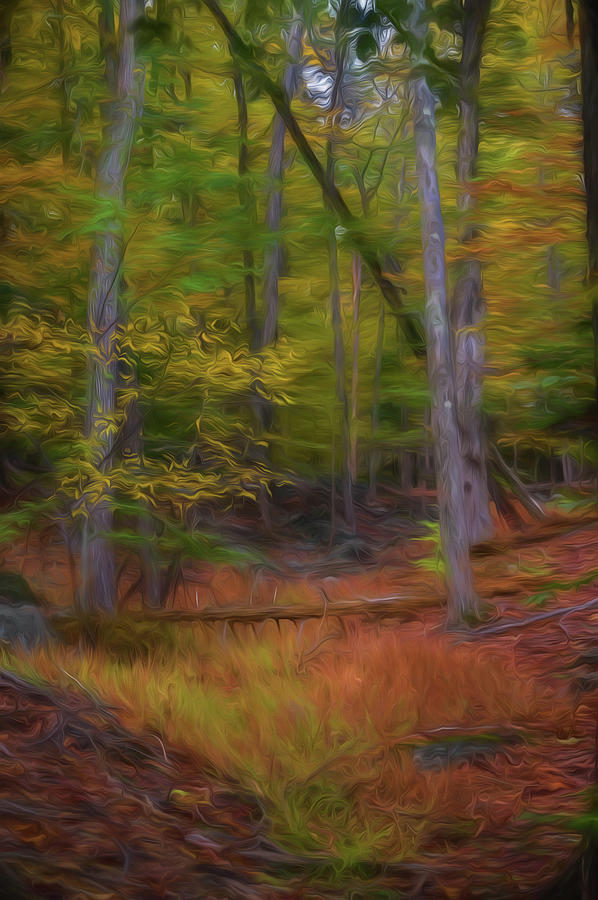 The Woods in Autumn II Photograph by Alan Goldberg