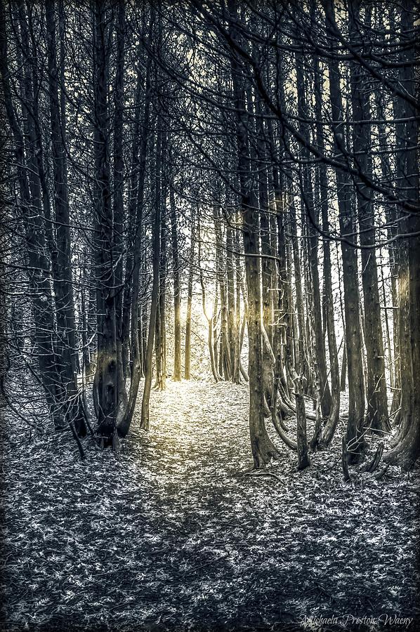 The Woods by Michaela Preston The Woods by Michaela Preston