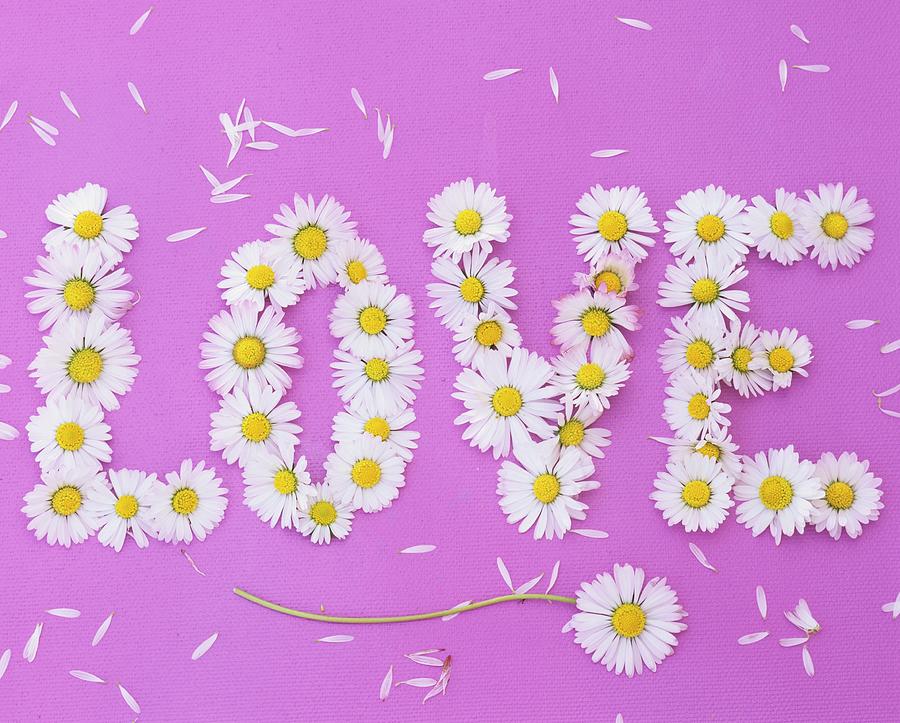 The Word love Written In Daisies On Pink Background Photograph by Friedrich Strauss