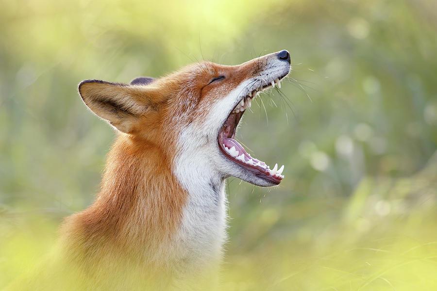 Nature Photograph - The Yawning Fox by Roeselien Raimond