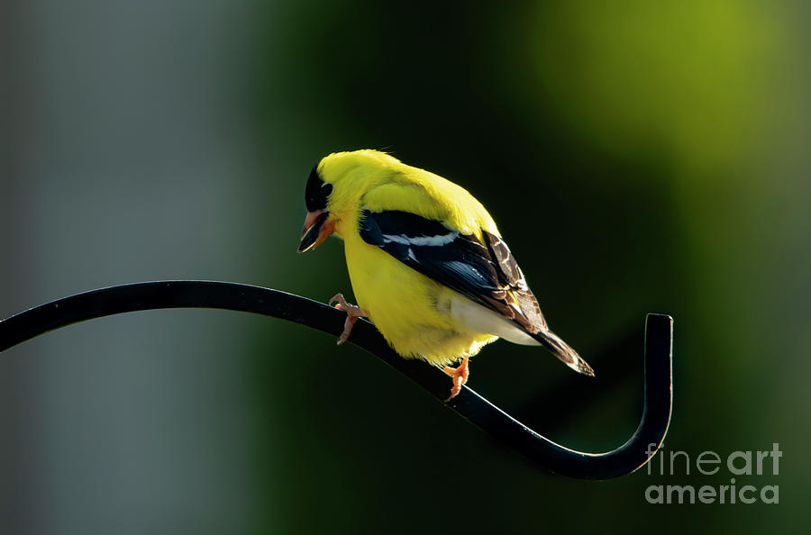 The Yellow American Finch Photograph by Sandra Js