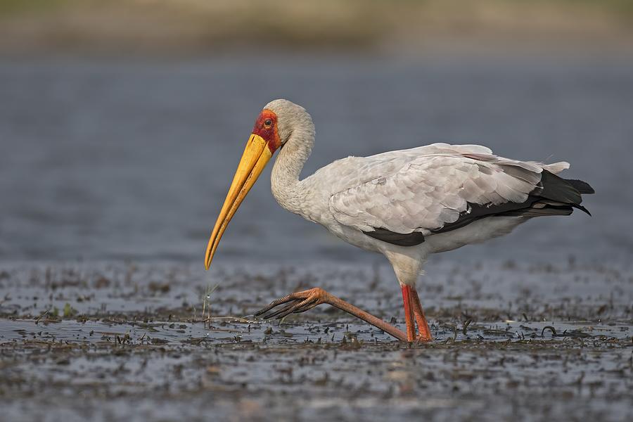 Stork Photograph - The Yellow Beak by Marco Pozzi