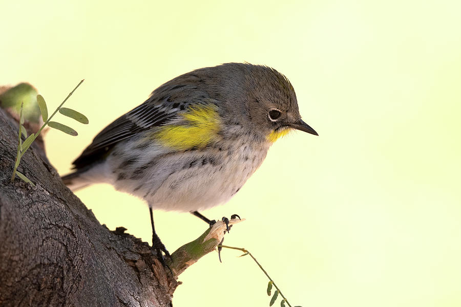 The Yellow-Rumped Warbler Photograph by Paul Martin
