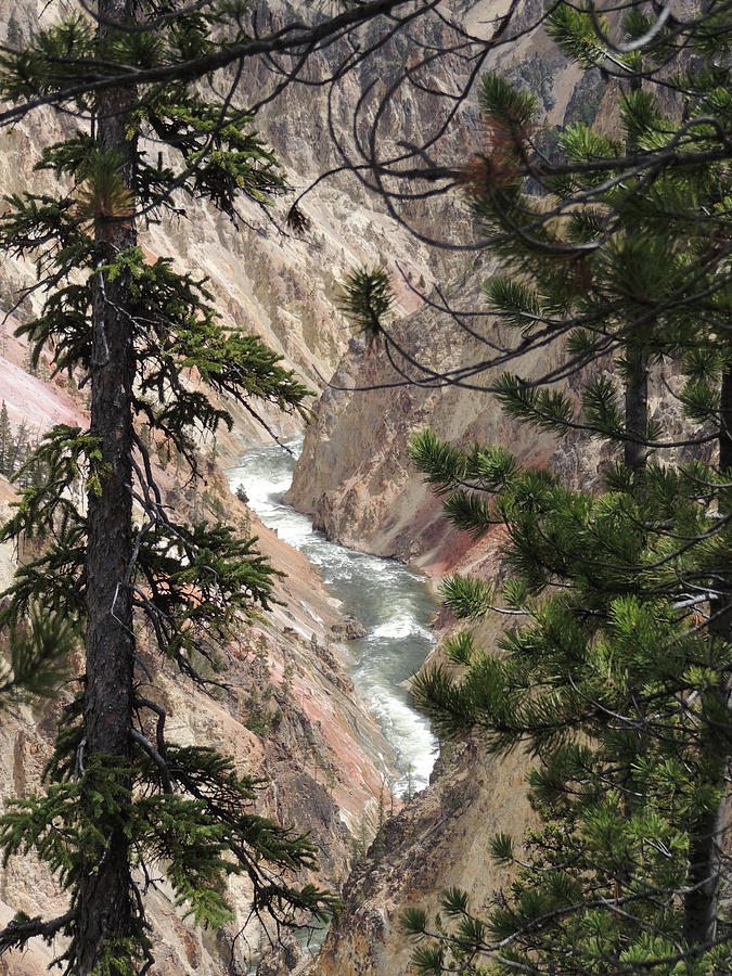 The Yellowstone River Seen through the Pines Digital Art by Jayne Wilson