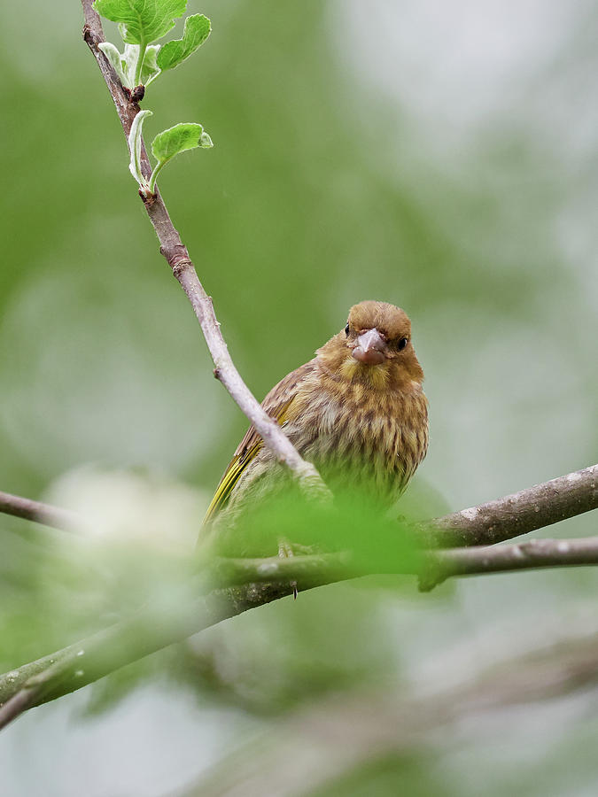 The Young And Curious. Greenfinch Photograph