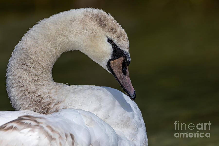 The Young and the Beautiful Swan Photograph by Alma Danison