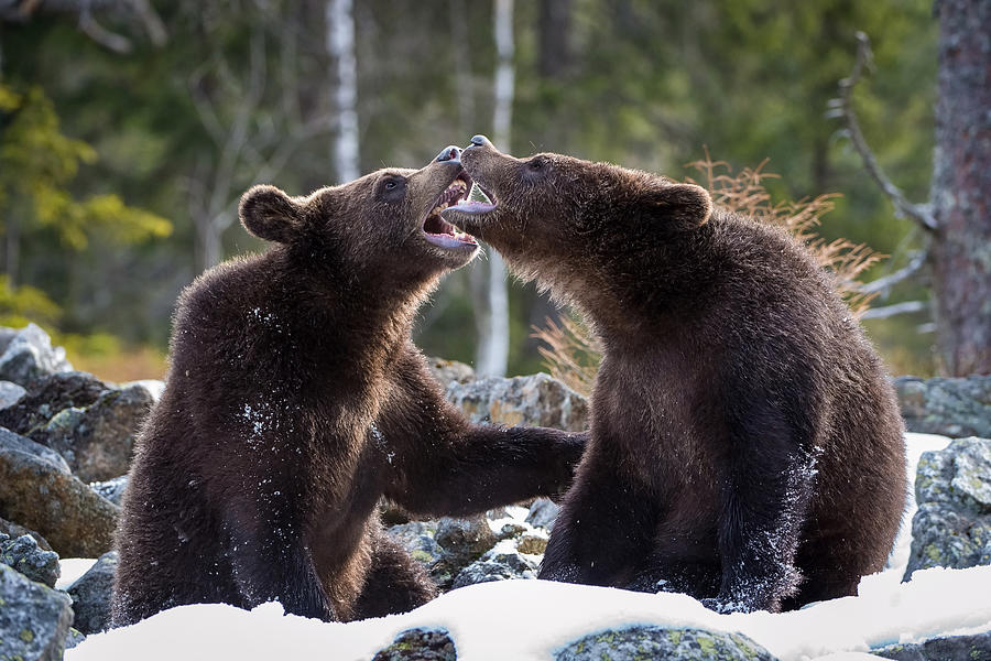 The Young Broown Bears, Ursus Arctos Photograph by Petr Simon