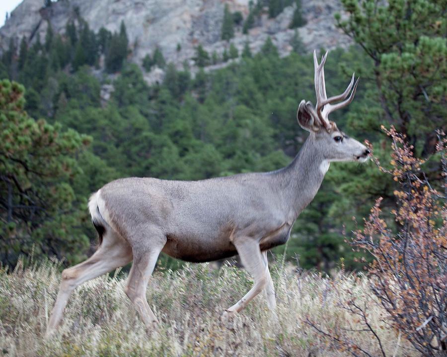 The Young Buck Photograph by Tom Taylor - Fine Art America