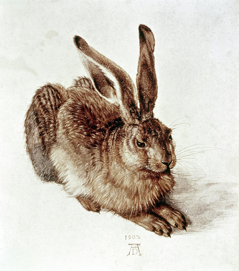 The Young Hare By Durer Painting by Albrecht Dürer