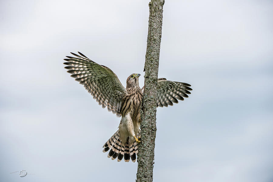 The young Kestrel climb a wooden fence pole  Photograph by Torbjorn Swenelius