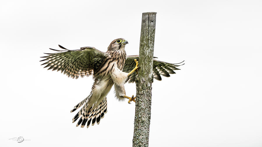 The young Kestrel climbing on a wooden fence pole Photograph by Torbjorn Swenelius