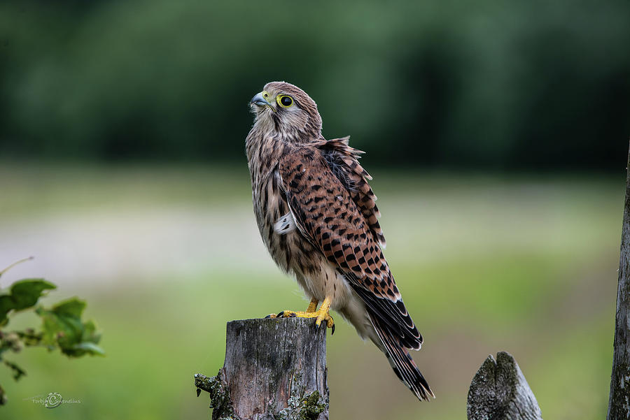 The young Kestrel perching on a wooden fence pole  Photograph by Torbjorn Swenelius