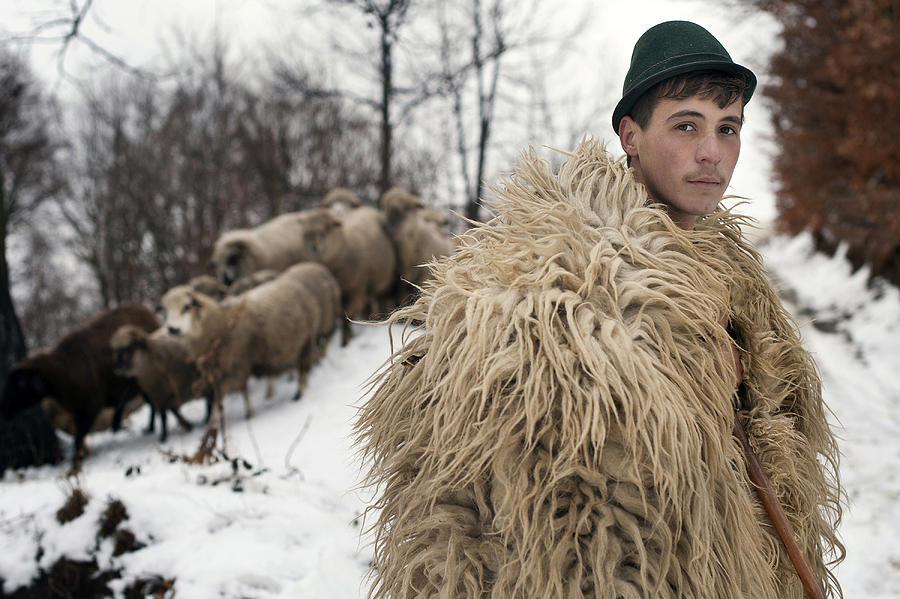 Animal Photograph - The Young Shepherd by Vlad Dumitrescu