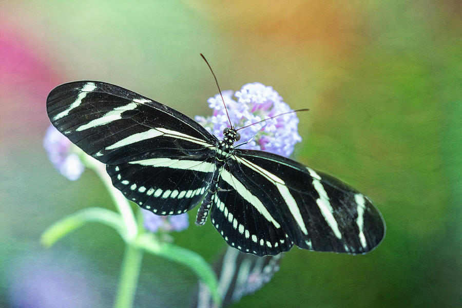 The Zebra Longwing Butterfly by Will Moneymaker The Zebra Longwing Butterfly by Will Moneymaker