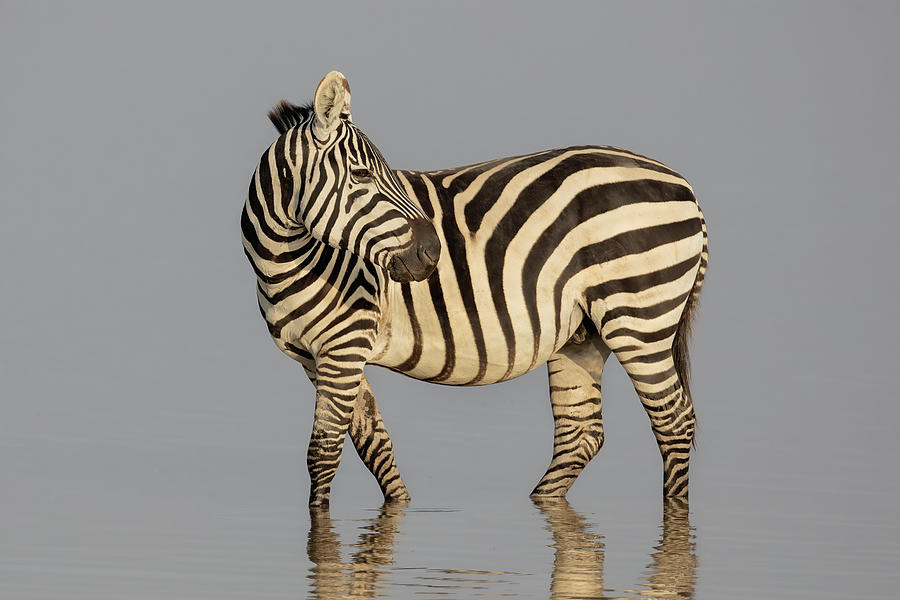 The Zebra Pose Photograph by Linda D Lester