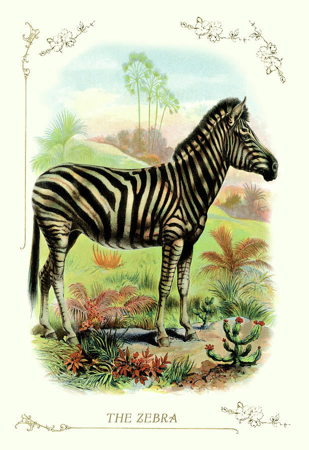 Animal Painting - The Zebra by Unknown