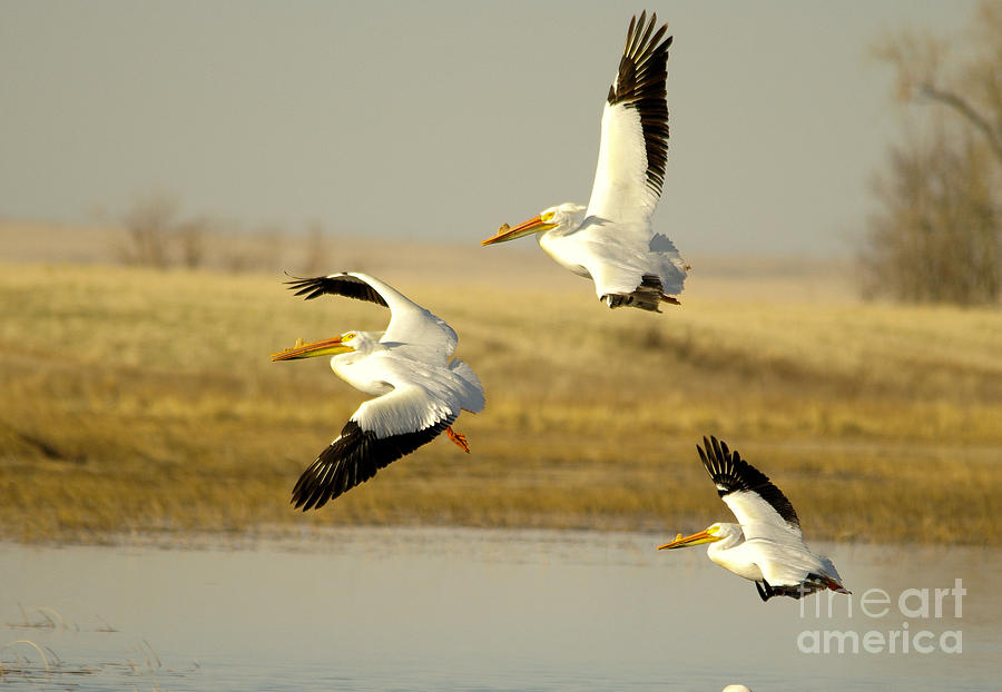 Three pelicans in flight Photograph by Jeff Swan
