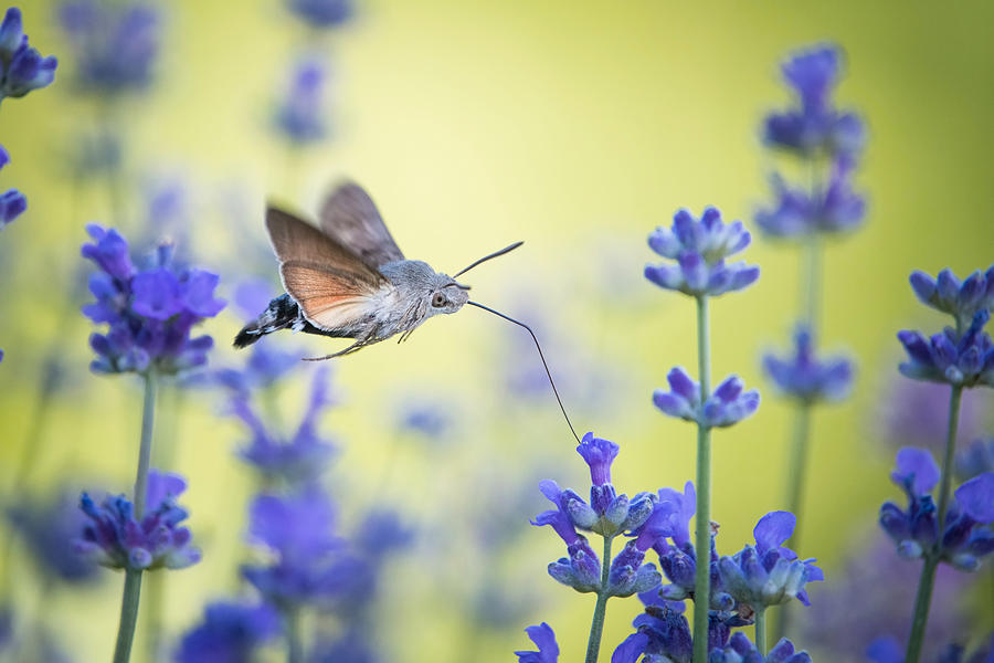 Butterfly Photograph - Thehummingbird Hawk-moth, Macroglossum Stellatarum by Petr Simon