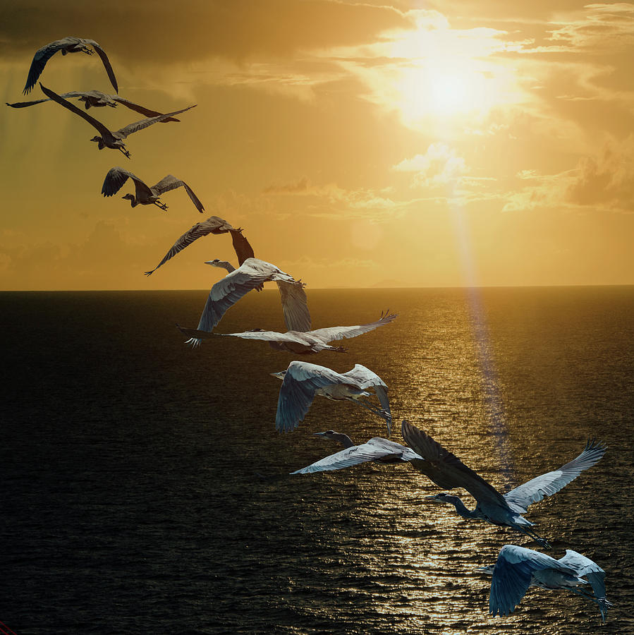 When the Day Leaves so do the Birds Photograph by Mike Gifford