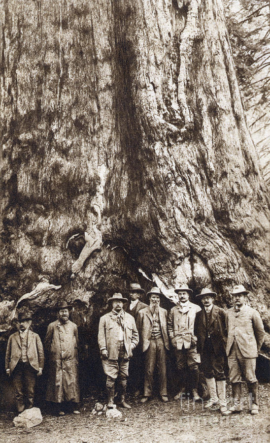 Theodore Roosevelt In Front Of Redwood Photograph by Bettmann