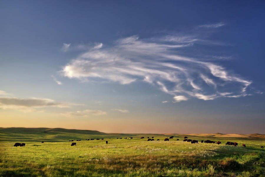 Theodore Roosevelt NP North Unit - Bison with beautiful clouds Photograph by Peter Herman