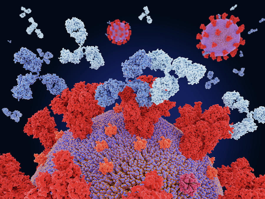Therapeutic Monoclonal Antibody Photograph by Juan Gaertner