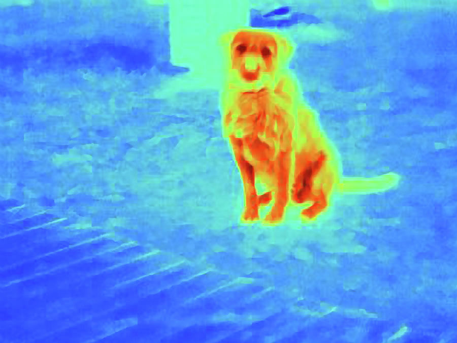 Thermal Image Of Dog Outdoors Digital Art by Joseph Giacomin - Fine Art ...