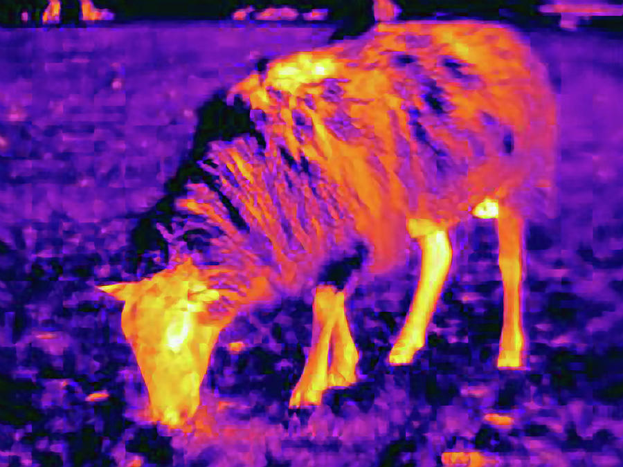 Thermal Image Of Sheep Showing Thermal Protection Of Its Wool To Heat 