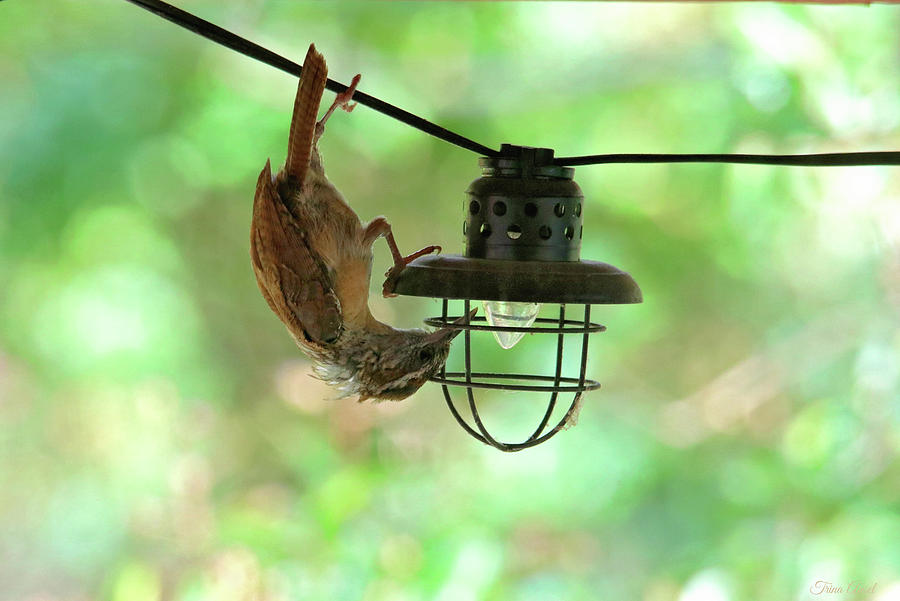Bird Photograph - These Make Great Bug Catchers by Trina Ansel