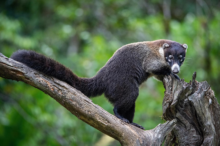 Jungle Photograph - Thewhite-nosed Coati,nasua Narica by Petr Simon