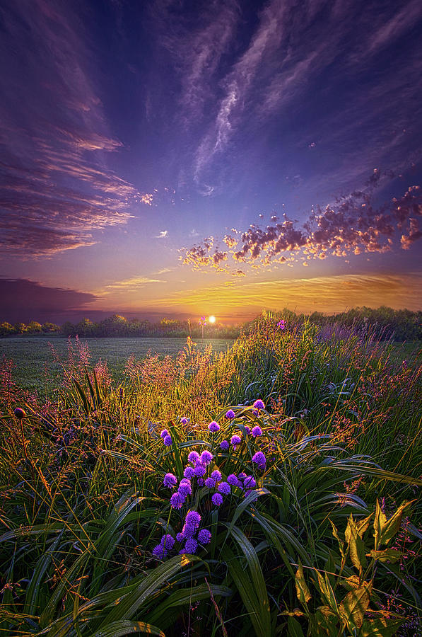 Sunset Photograph - They Speak Without a Sound or Word by Phil Koch